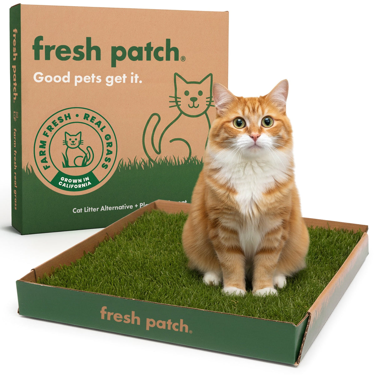 Fresh Patch (Standard)