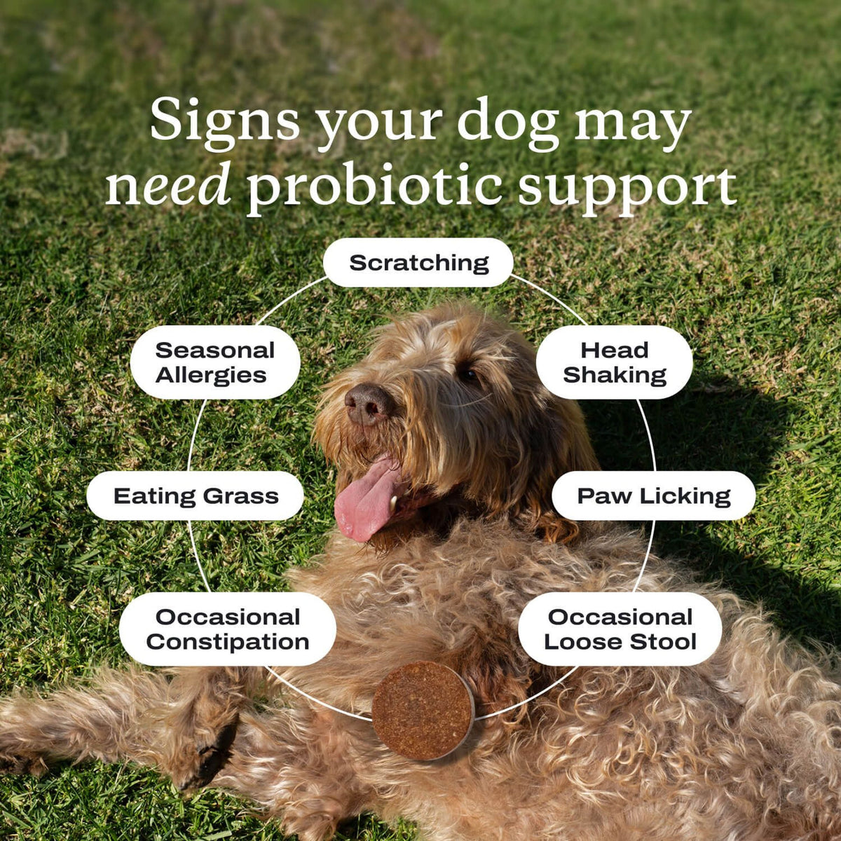 Probiotic Chews