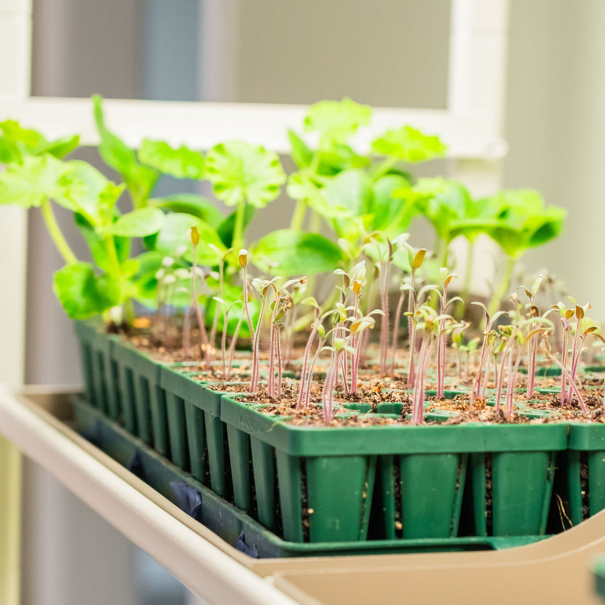 4 Tier Grow Light Garden